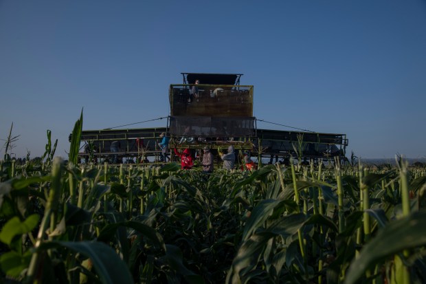 At sunrise, a harvest crew with the Tuxedo Corn Company rip ears of Olathe Sweet brand sweet corn from the ground and into a mechanical harvester southwest of Olathe Colorado, Monday morning, July 22, 2024. (Photo by William Woody/Special to The Denver Post)