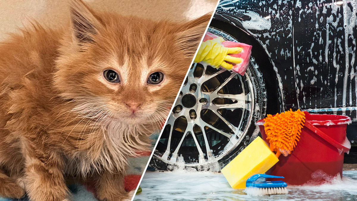 Cat and car wash