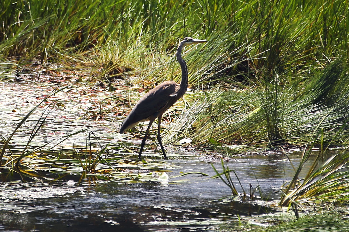 A blue heron walked through the mucky bottom of the pond, which is void of water after the removal of the Dudleyville Pond dam.