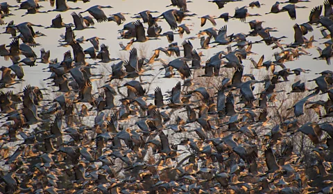 Brandon Withrow Masses of sandhill cranes leaving the Platte River in the morning at Rowe Sanctuary in Kearny, Nebraska (Credit: Brandon Withrow)