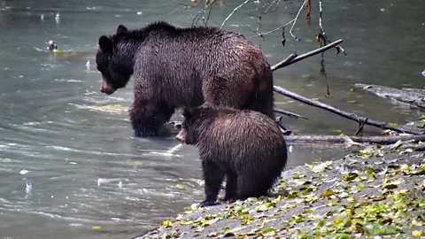 Brandon Withrow A mother grizzly bear and her cub in British Columbia (Credit: Brandon Withrow)