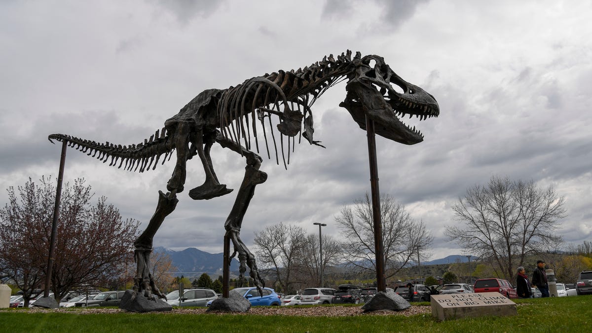 Dinosaur museum in Montana