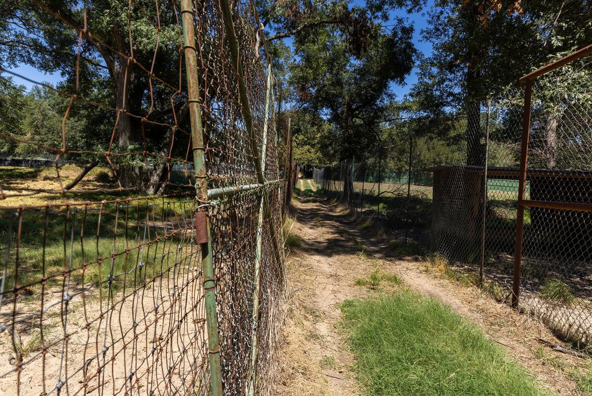 A narrow path between pens separating groups of bucks and does at True's breeding facility in Terrell, Texas on Sept. 9, 2024.