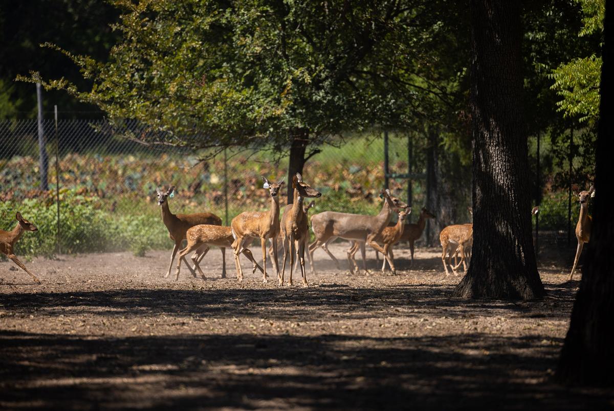 Does at John True's breeding facility in Terrell, Texas on Sept. 9, 2024.