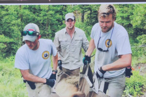 A photo board at a news conference shows FWP biologists moving a bear that would be translocated to Wyoming from northwest Montana. (Photo by Blair Miller, Daily Montanan)