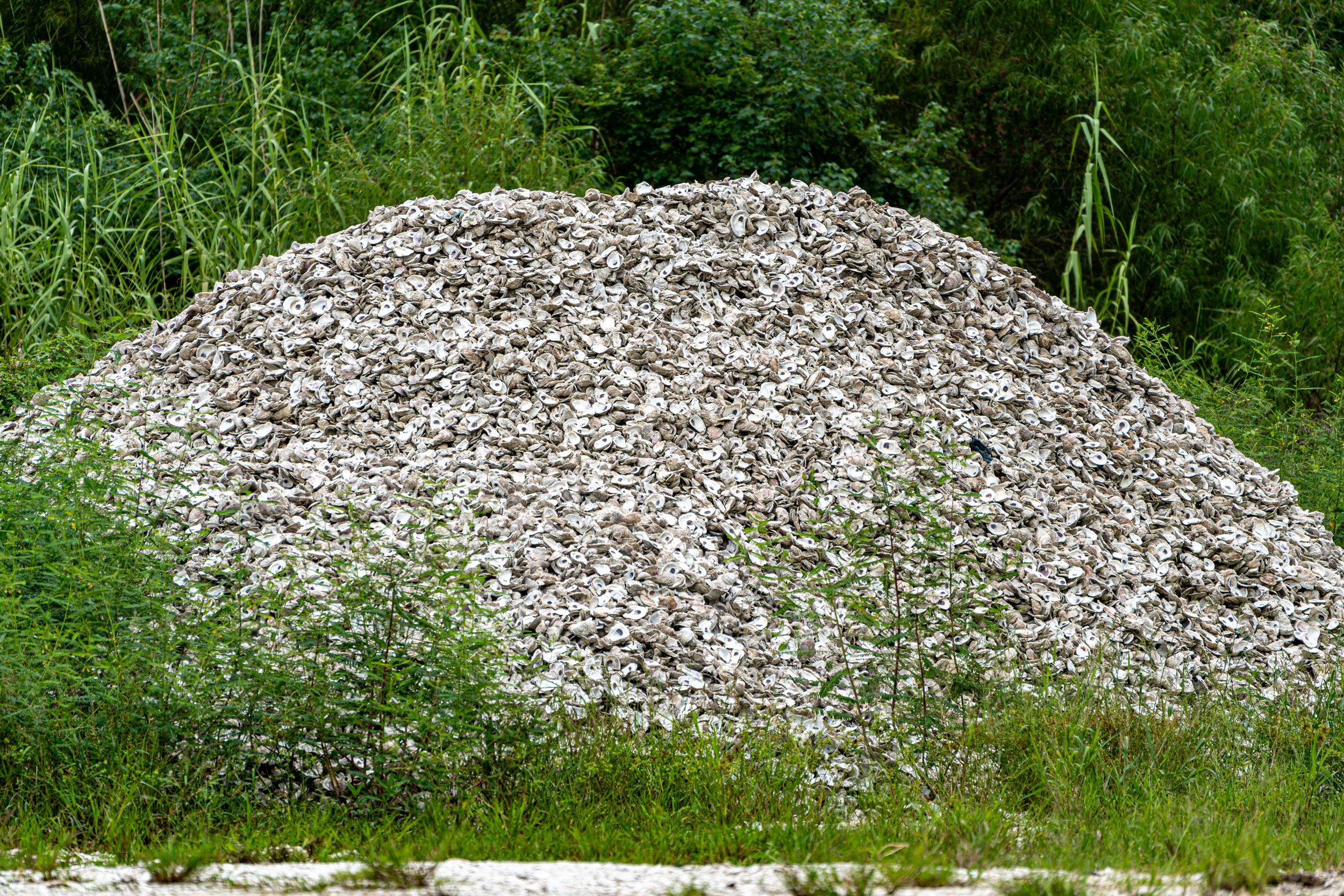 A mound of empty oyster shells is seen in Bayou La Batre, Alabama. Empty shells like these can be used to restore oyster reefs by giving planktonic oyster spat a place to attach and begin their life cycle. Credit: Lee Hedgepeth/Inside Climate News