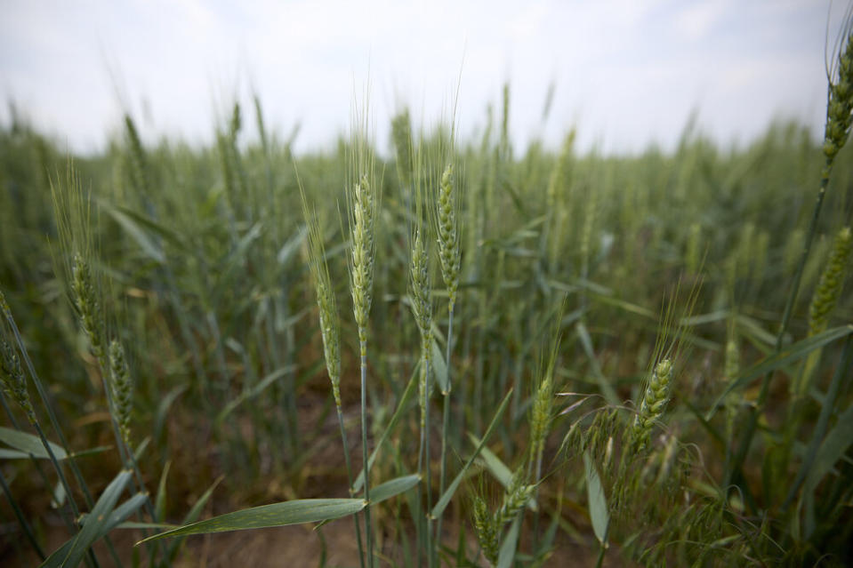 Ahold Delhaize USA and General Mills today announced an innovative approach to address Scope 3 greenhouse gas emissions within their shared value chain.