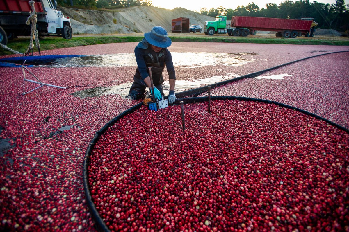 Farmhand harvesting cranberries in Massachusetts 