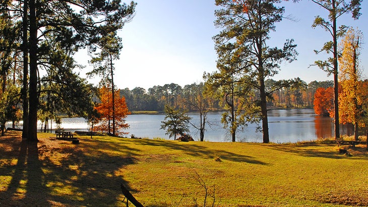 Davy Crockett National Forest