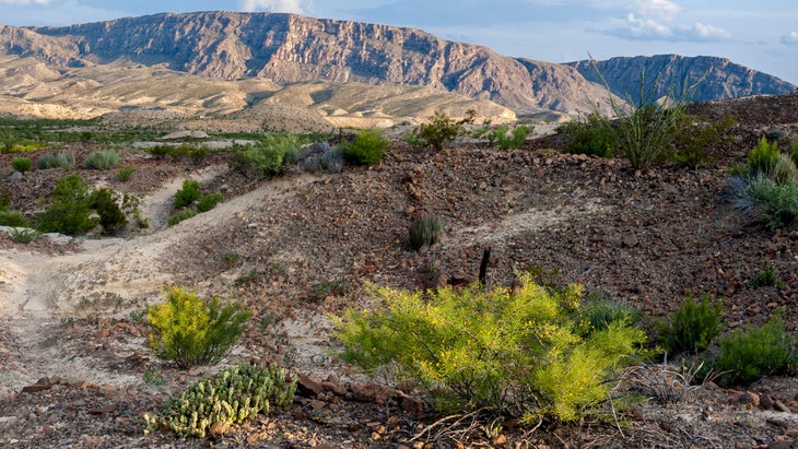 Dog Cholla Trail, multiuse trail in the Big Bend area