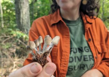 Fungus Among Us: An underground Rhode Island society unites the mycologically curious