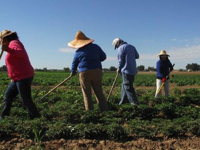 Deportations, raids and visa access. How the presidential election could alter life for immigrant farmworkers.