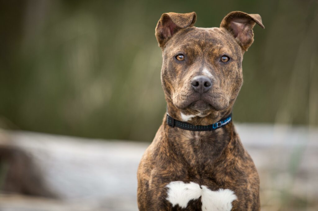 Loyal pitbull mix Maya credited with saving disabled owner’s life in California house fire – USA TODAY