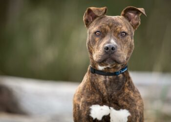 Loyal pitbull mix Maya credited with saving disabled owner’s life in California house fire – USA TODAY