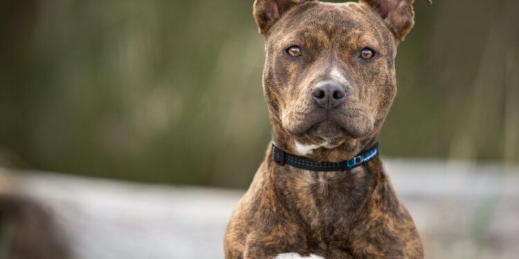 Loyal pitbull mix Maya credited with saving disabled owner’s life in California house fire – USA TODAY