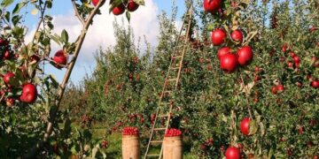 Upstate NY apple orchard named best in nation in USA Today’s best of fall poll – Democrat & Chronicle