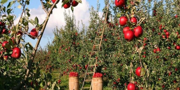 Upstate NY apple orchard named best in nation in USA Today’s best of fall poll – Democrat & Chronicle