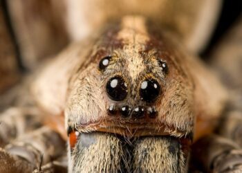 Giant, flying Joro spiders make creepy arrival in Pennsylvania just in time for Halloween – USA TODAY