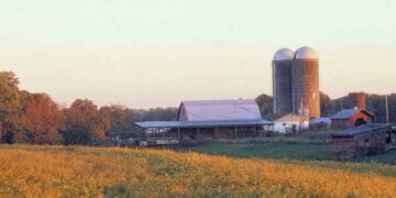 NC farm has one of the best corn mazes across the country, USA Today says – Charlotte Observer