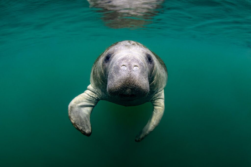 As Hurricane Helene approaches, what happens to the manatees? – USA TODAY