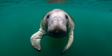 As Hurricane Helene approaches, what happens to the manatees? – USA TODAY