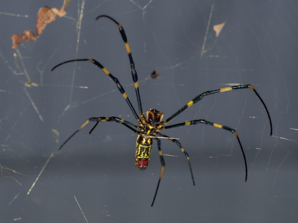 Understanding⁤ the Threat of Joro Spiders: ​Size, ‍Behavior, and Impact