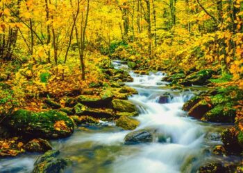 underhill state park in vermont browns creek with autumn colors