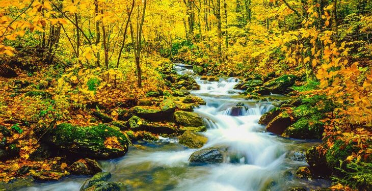 underhill state park in vermont browns creek with autumn colors