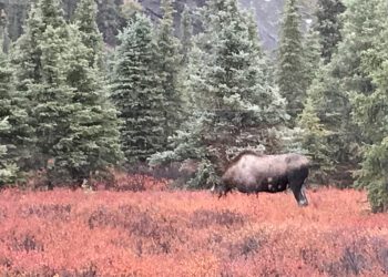 A moose grazes in a clearing of red brush, surrounded by spruce trees. Alaska by rail journey.