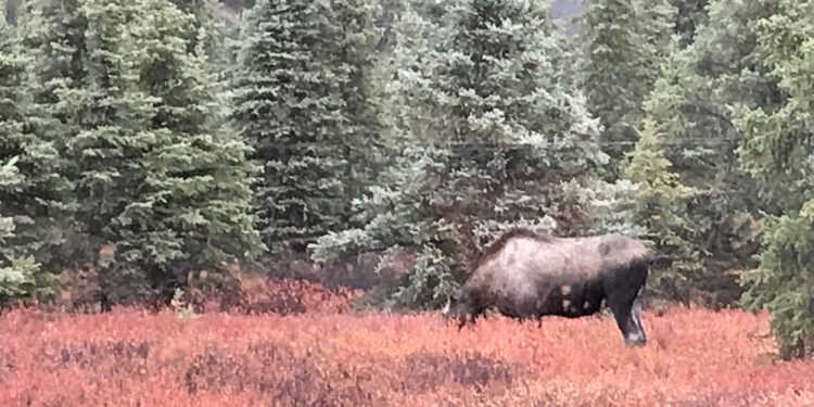 A moose grazes in a clearing of red brush, surrounded by spruce trees. Alaska by rail journey.