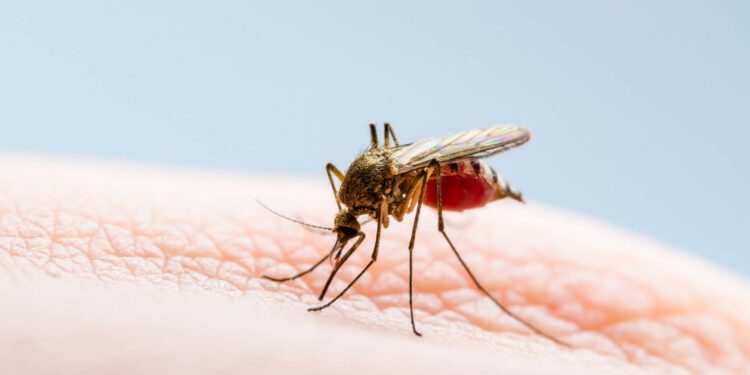 Mosquito (Getty Images / iStockphoto)