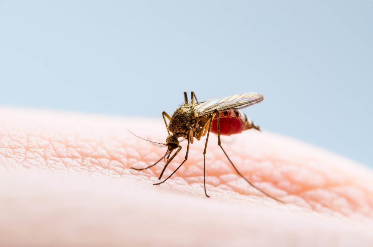 Mosquito (Getty Images / iStockphoto)