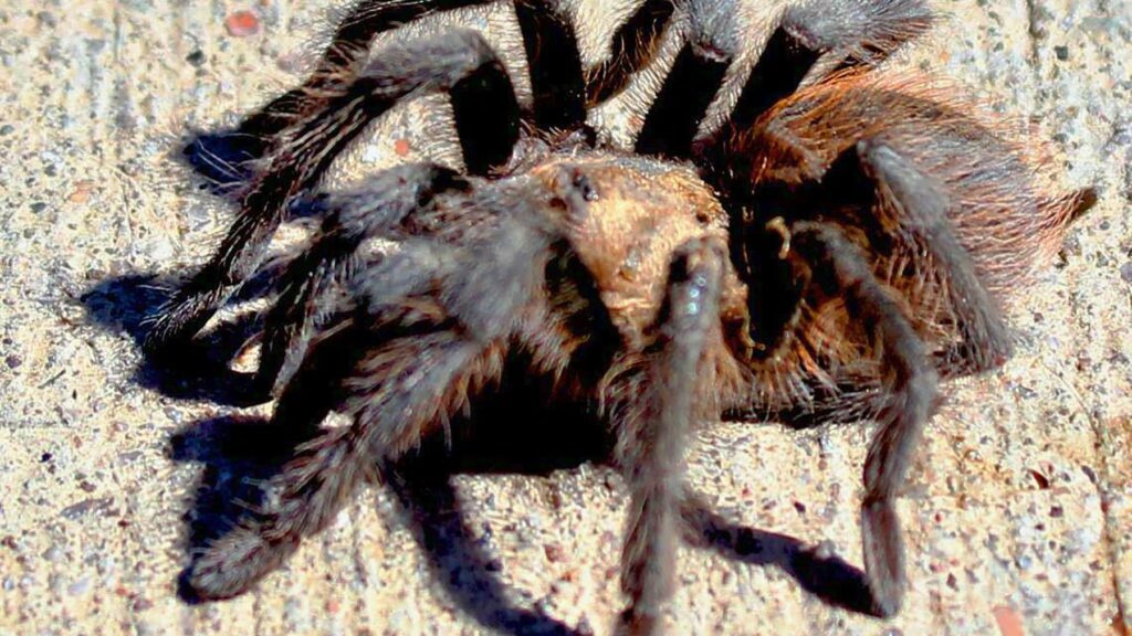 Are desert blonde tarantulas poisonous? Here's what to know