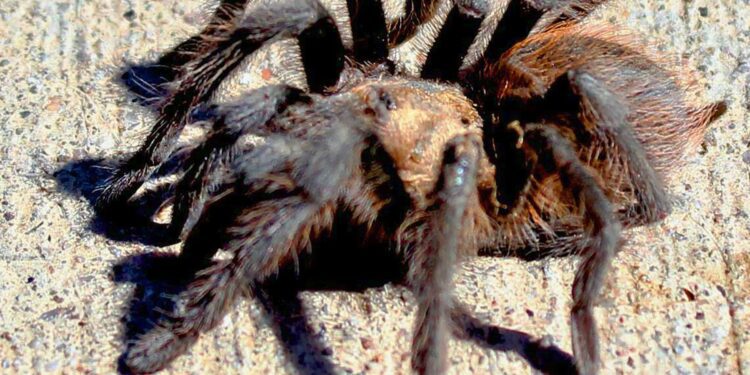 Are desert blonde tarantulas poisonous? Here's what to know