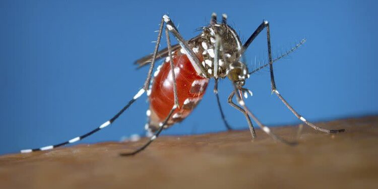 This 2003 photo provided by the Centers for Disease Control and Prevention shows a female Aedes albopictus mosquito acquiring a blood meal from a human host.