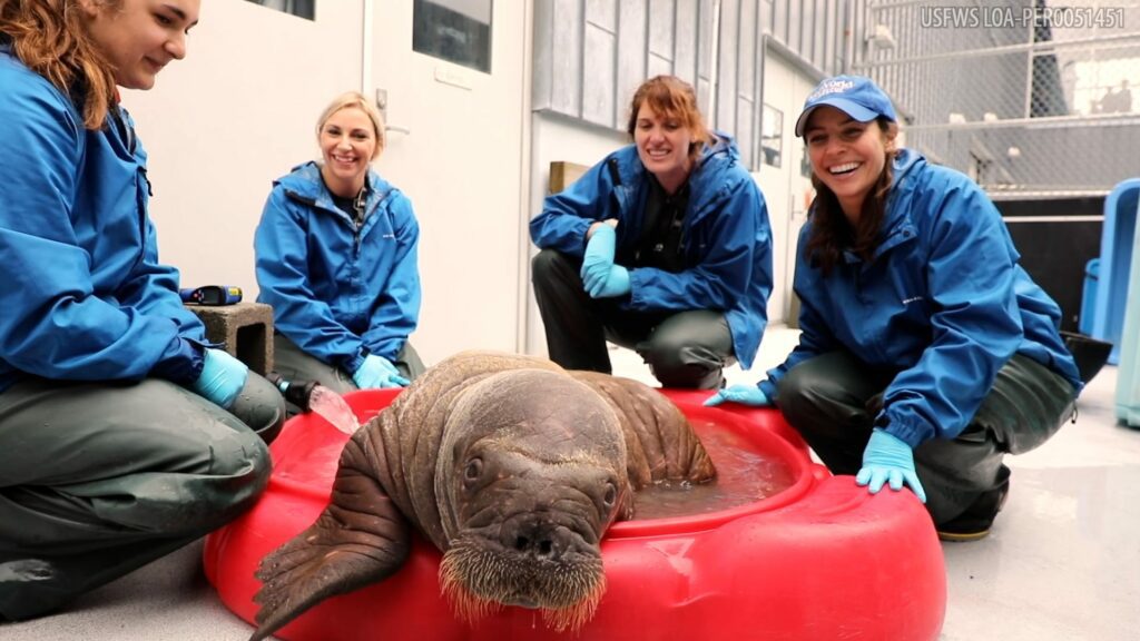 Baby walrus found abandoned in Alaska gets second chance at life