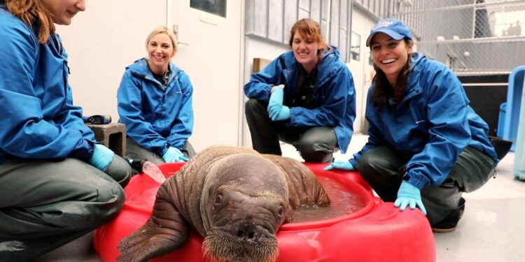 Baby walrus found abandoned in Alaska gets second chance at life