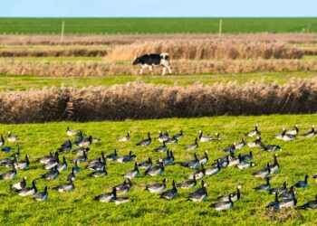 Avian flu has spread worldwide.