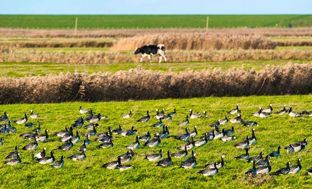 Avian flu has spread worldwide.