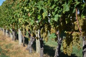 Vidal Blanc grapes ripen during harvest season on Maryland’s Eastern Shore. (Robert Stewart/Capital News Service)