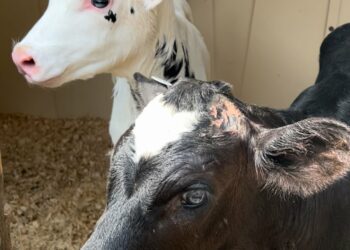 These calves at the Bohanan Farm weigh about a hundred pounds and were born just one day before the photo was taken.