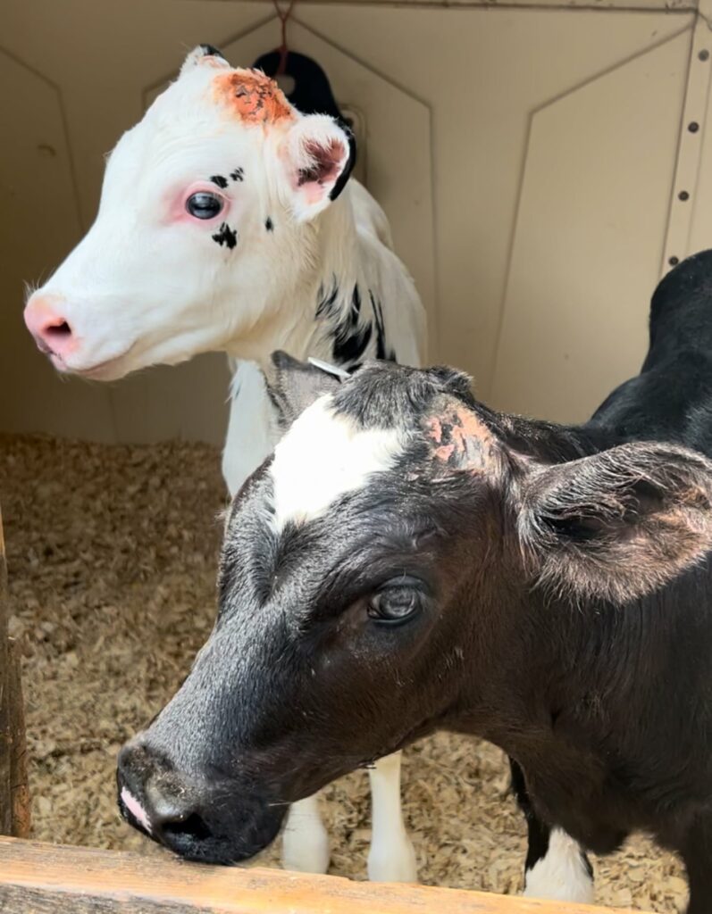 These calves at the Bohanan Farm weigh about a hundred pounds and were born just one day before the photo was taken.