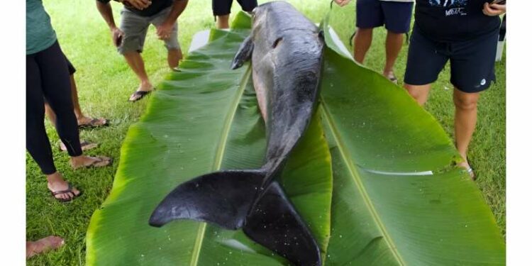 Community partners respond to whale, dolphin strandings in Hawaii