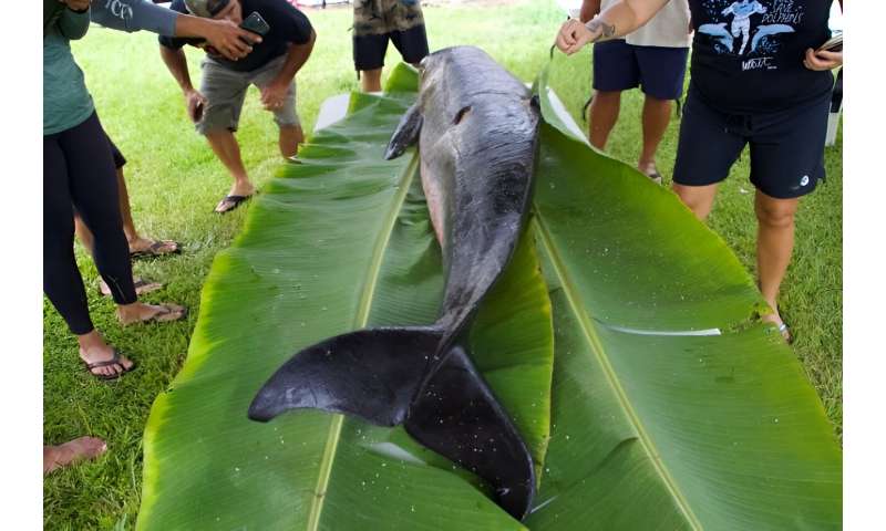 Community partners respond to whale, dolphin strandings in Hawaii