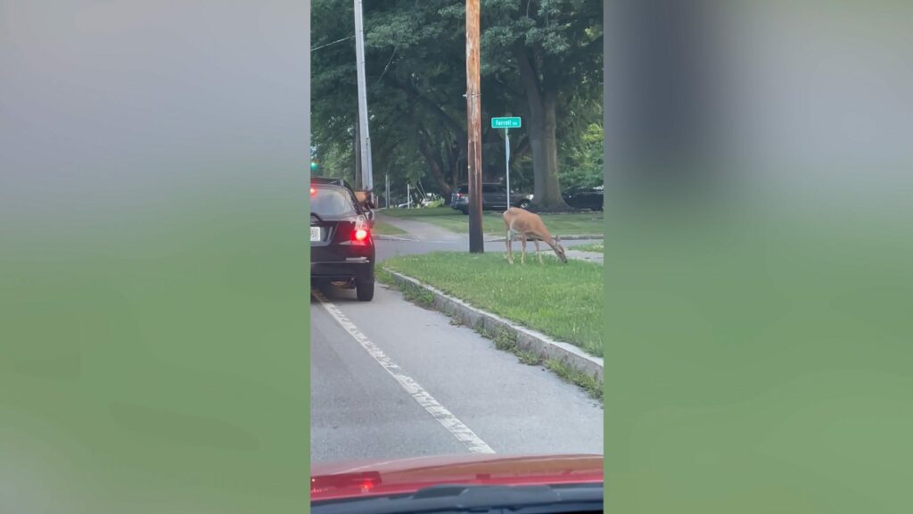 Dog leaps out of car to chase deer in Rochester, NY: Watch video