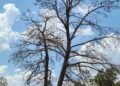 A large East Texas pine in Wichita Falls that has succumbed to drought conditions.