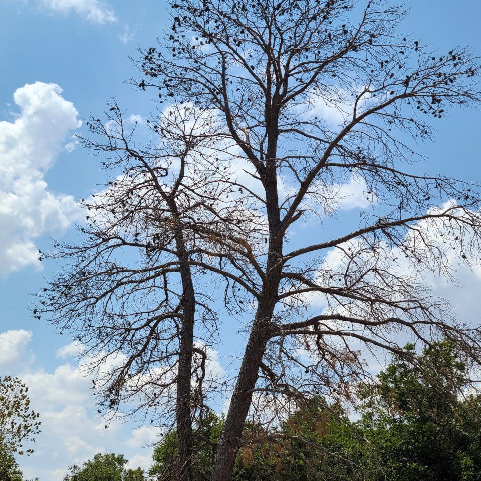 A large East Texas pine in Wichita Falls that has succumbed to drought conditions.