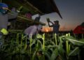 At sunrise, a harvest crew with the Tuxedo Corn Company rip ears of Olathe Sweet brand sweet corn from a field off Falcon Road southwest of Olathe Colorado, Monday morning, July 22, 2024. (Photo by William Woody/Special to The Denver Post)