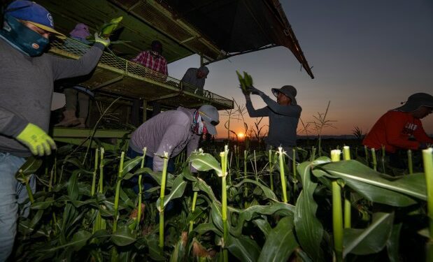 At sunrise, a harvest crew with the Tuxedo Corn Company rip ears of Olathe Sweet brand sweet corn from a field off Falcon Road southwest of Olathe Colorado, Monday morning, July 22, 2024. (Photo by William Woody/Special to The Denver Post)