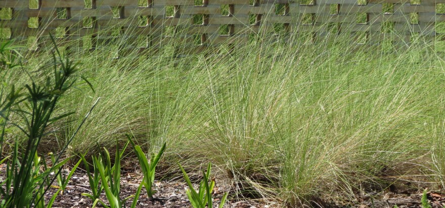 Sweet grass growing in a section of the garden of the International African American Museum in Charleston